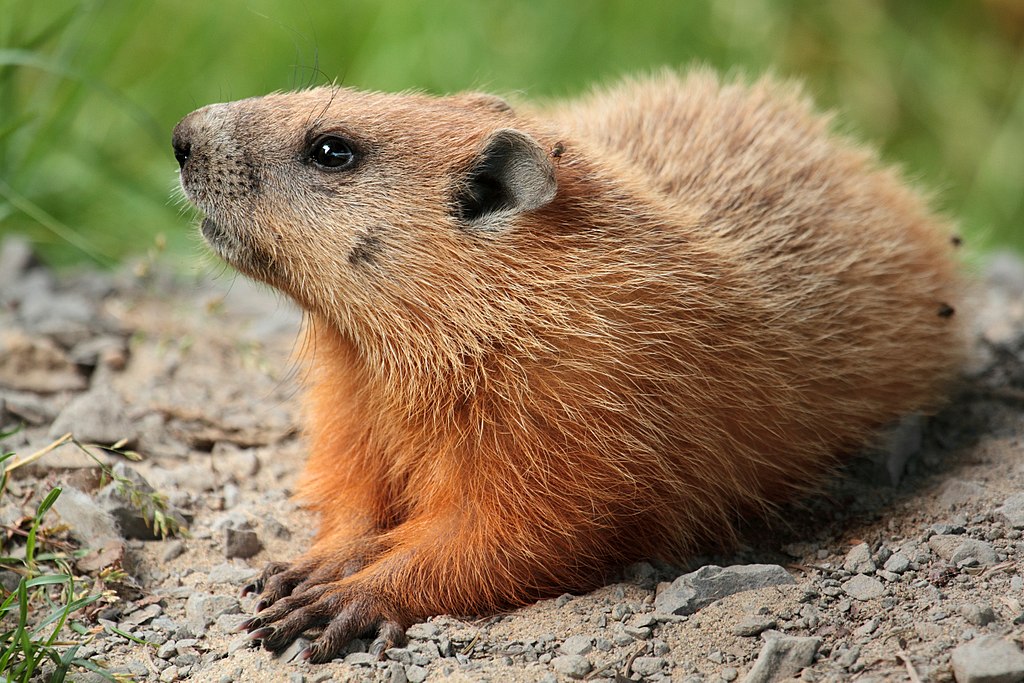 Marmota monax UL 04